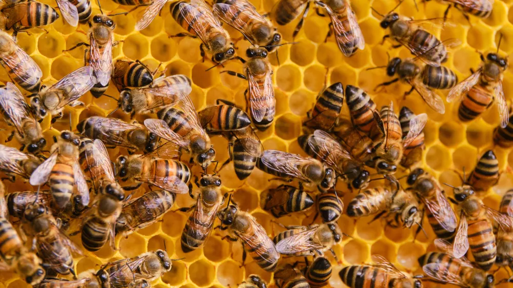 Close-up of bees on yellow beeswax board / Foto: Oscar Giraldo