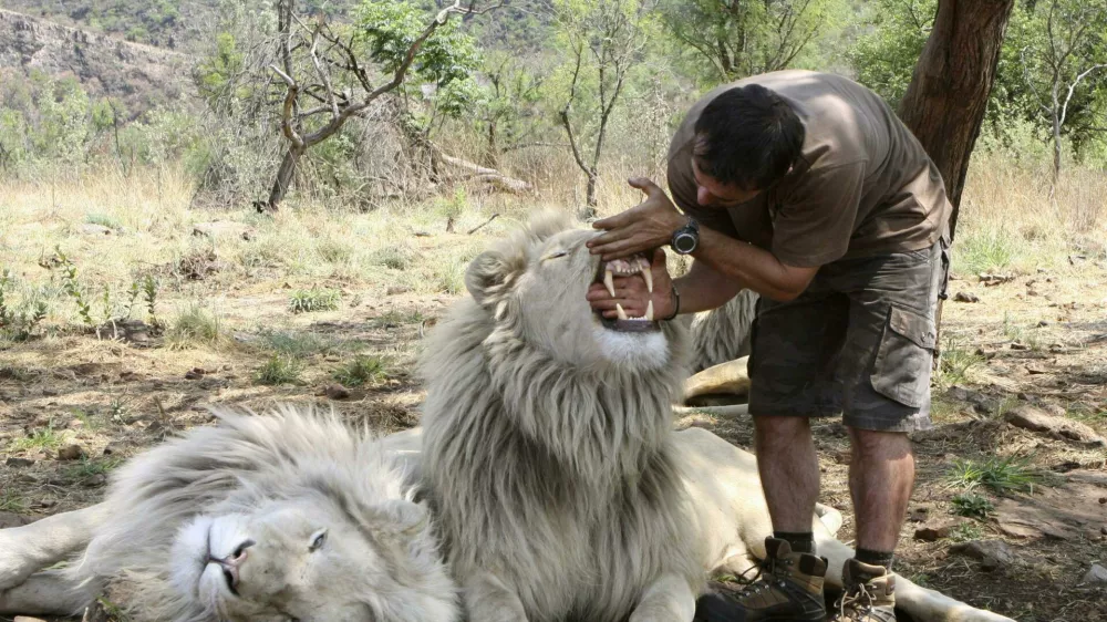 In this photo taken Monday Oct. 11, 2010, Kevin Richardson, a.k.a. the Lion Whisperer shows the size of a lions teeth in an enclosure at the Kingdom of the White Lion park in Broederstroom, near Johannesburg, South Africa. A new film opening in the United States on Friday about a rare white lion who escapes becoming a trophy on a wall is a rare happy ending in a country where more than 1,000 lions are killed legally each year.Kevin Richardson, the man behind the movie, calls himself an "ambassador of lions" and hopes the film will act as one too at a time when foreign tourists are willing to pay up to $40,000 to shoot a big cat.(AP Photo/Denis Farrell)