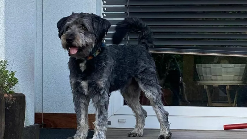 pogre&scaron;an kuža Oto