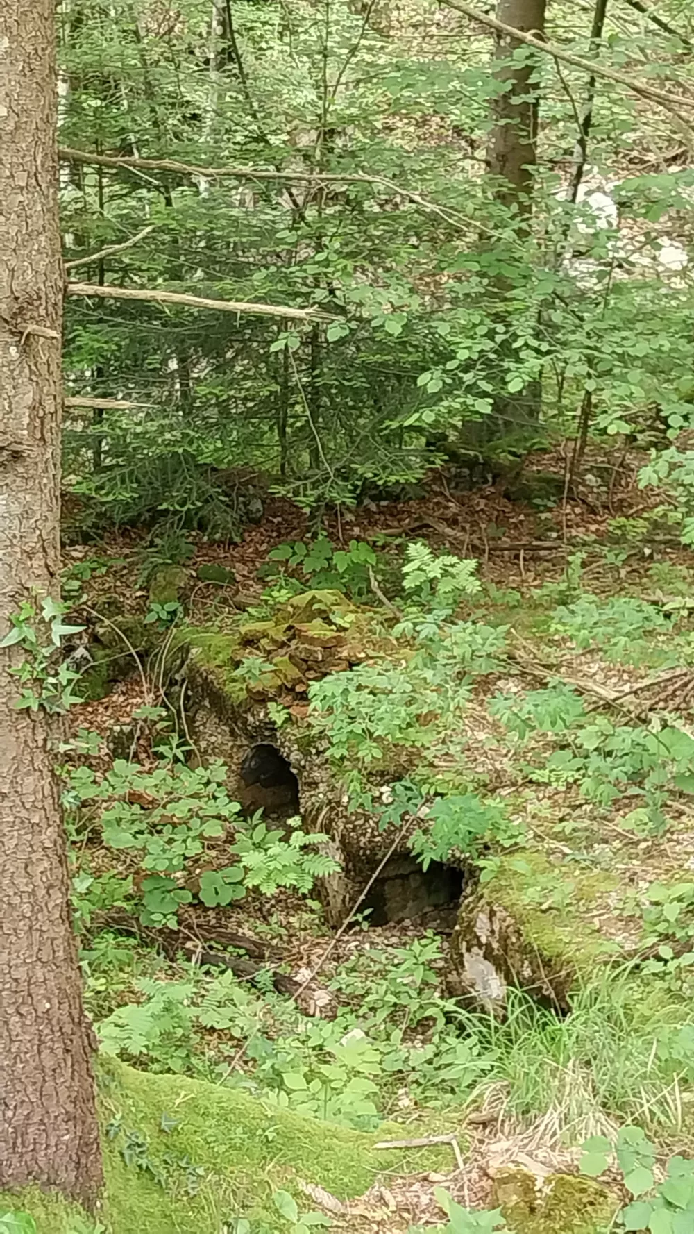 &Scaron;entanski rudnik, kjer so nekoč pridobivali živo srebro, se nahaja 9 kilometrov severno od Tržiča, pri zaselku Lajb.