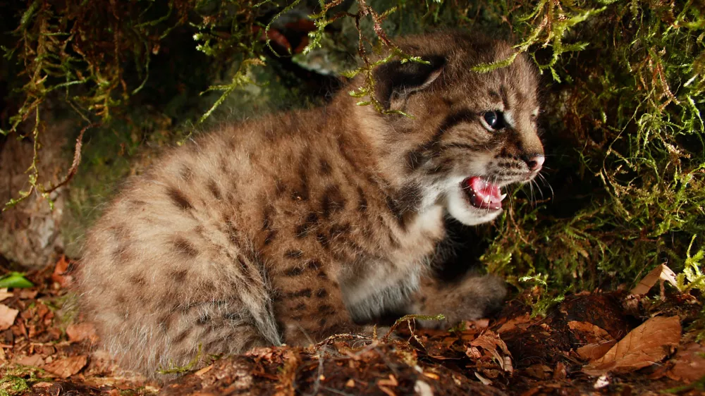 Raziskovalci so do začetka leta 2024, ko je v Sloveniji nazadnje potekal monitoring risa, zaznali že preko 50 mladičev preseljenih risov. Pomemben je tudi podatek, da so bila njihova legla za več kot tretjino večja kot pri risih, ki so trpeli zaradi parjenja v sorodstvu. Foto: Miha Krofel