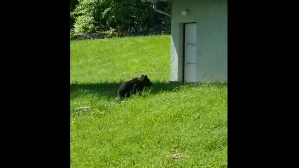Medvedji mladič na obisku pri policistih. Vir: PU Koper, FB