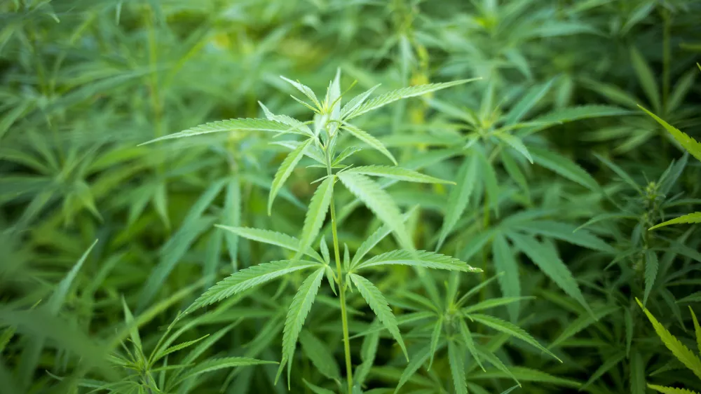 - konoplja- 21.07.2017 &ndash; Biotehnična fakulteta //FOTO: Matjaž Ru&scaron;t