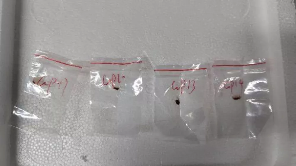 This image provided by United States District Court For The Eastern District Of Michigan shows toxic plant pathogens that a Chinese scientist entered the U.S. last year stashed in his backpack, federal authorities said Tuesday, June 3, 2025, as they filed charges against him and a girlfriend who worked in a lab at the University of Michigan. (United States District Court For The Eastern District Of Michigan via AP)  A