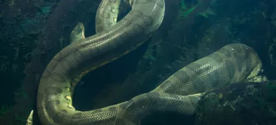 Green anaconda (Eunectes murinus). Wildlife animal.