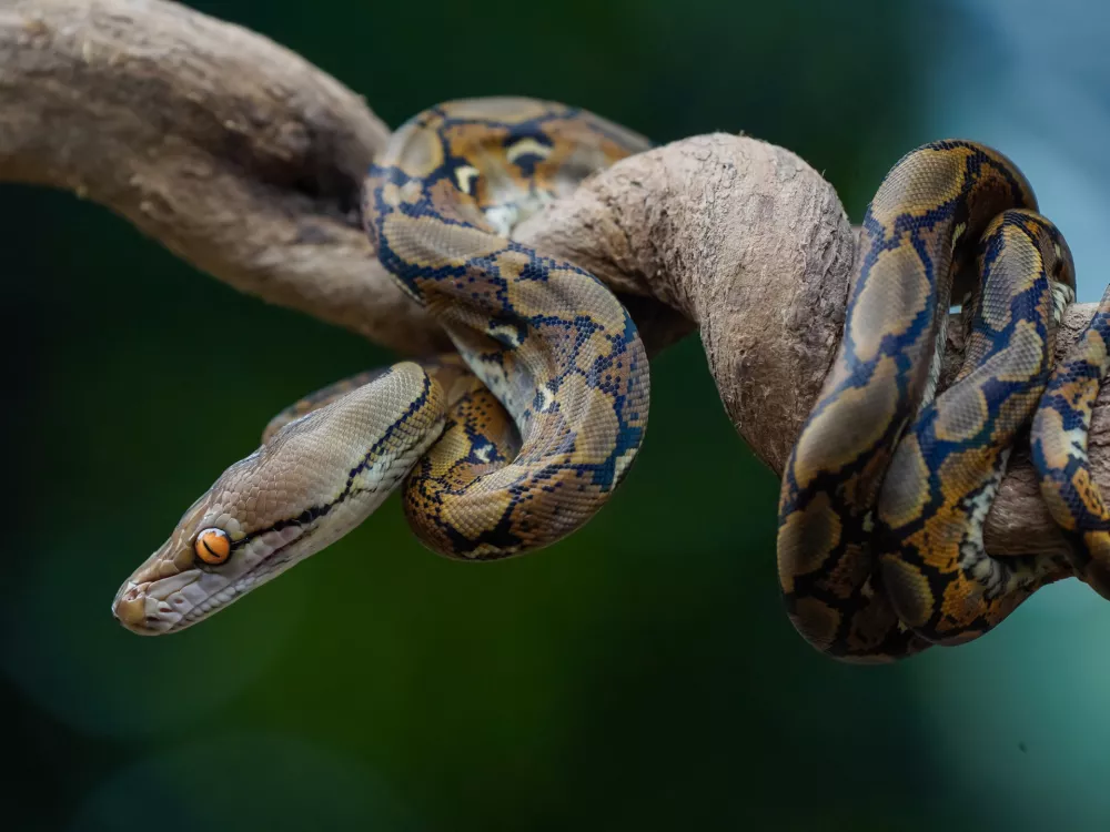 a python or python reticulatus is waiting for its prey on a branch.