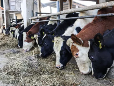 - 17.10.2022 &ndash; Kmetija Sajevic, govedoreja,Luže 21, Visoko pri Kranju //FOTO: Bojan Velikonja