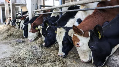 - 17.10.2022 &ndash; Kmetija Sajevic, govedoreja,Luže 21, Visoko pri Kranju //FOTO: Bojan Velikonja