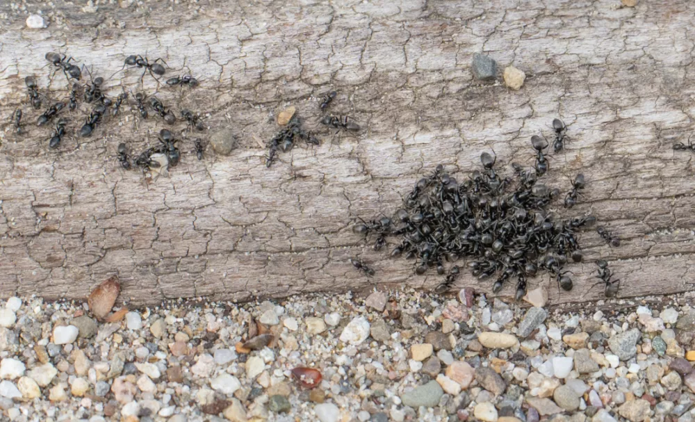 Tapinoma magnum, invazivna mravljaMravlje, črne mravlje, invazija mravelj, &scaron;kodljivci, žuželkeFoto: Uradna stran mesta Kehl v Nemčiji