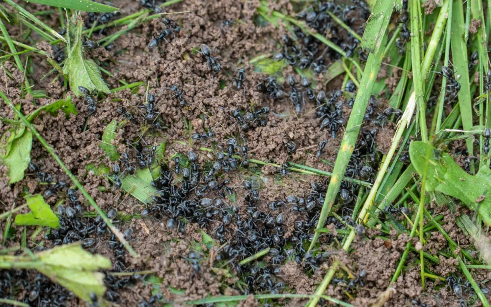 Tapinoma magnum, invazivna mravljaMravlje, črne mravlje, invazija mravelj, &scaron;kodljivci, žuželkeFoto: Uradna stran mesta Kehl v Nemčiji