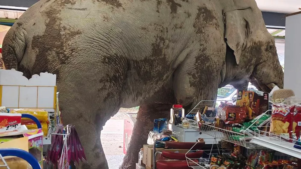 The male elephant, named Plai Biang Lek, ransacks sweet rice crackers at shop in Nakhon Ratchasima province, Thailand, Monday, June 2, 2025. (AP Photo/Kanokporn Sriboon)