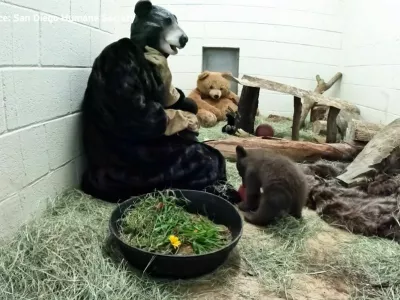 Oskrbnica Autumn se za druženje z medvedom obleče v kostum. Osirotelega mladiča hrani, se z njim igra in mu nudi toplino. 