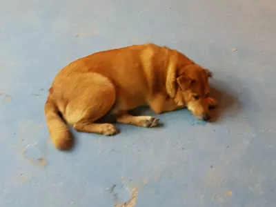 Potepu&scaron;ki pes