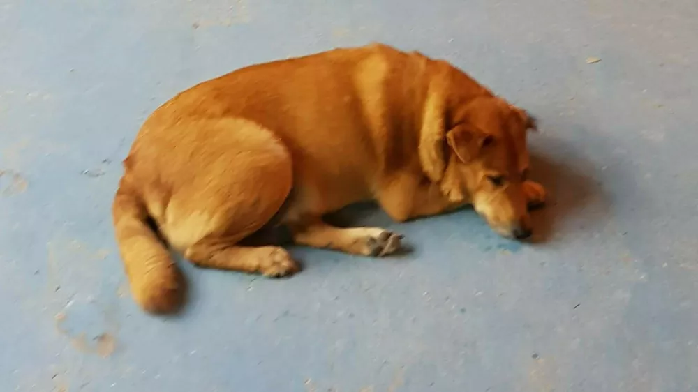 Potepu&scaron;ki pes