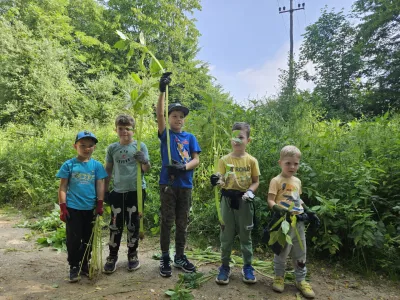 Invazivk manj kot pred &scaron;tirimi leti
