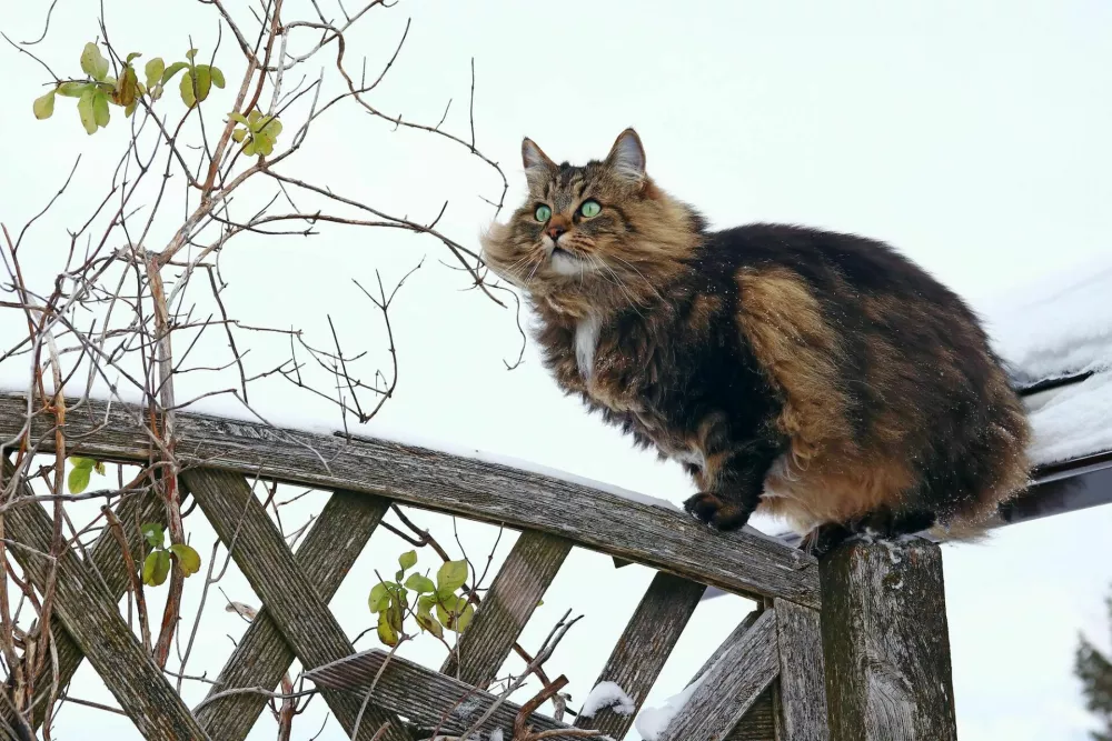 A beautiful brown-black Norwegian Forest Cat has climbed on a fence / Foto: Astrid860