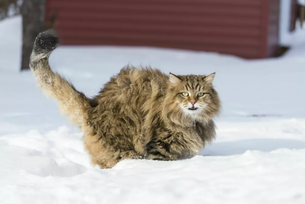 Domestic Animal life / Foto: Marieclaudelemay