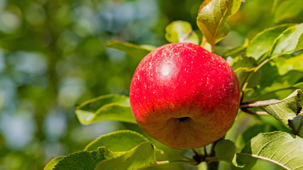 Topaz. Slika je simbolična. / Foto: Istock