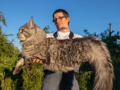 Maine Coon v naročju / Foto: Istock