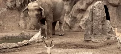 Uspešno reševanje / Foto: / Foto: Youtube/zajem Zaslona/viralhog