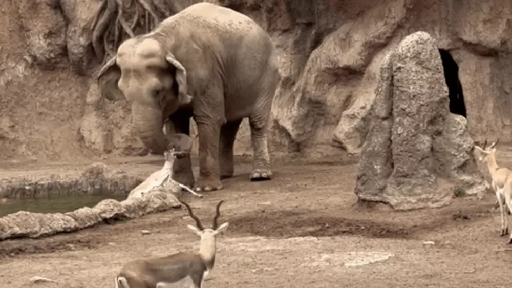 Uspe&scaron;no re&scaron;evanje / Foto: / Foto: Youtube/zajem Zaslona/viralhog