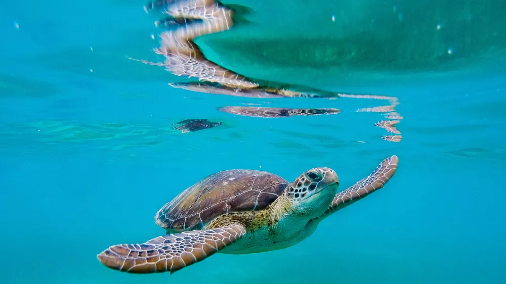 Oceani so polni življenja in lepote. / Foto: Istock