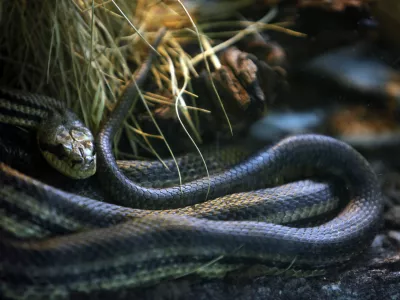 Progasti gož- ZOO - Živalski vrt Ljubljana 2013 - prezimovanje živali //FOTO: Jaka Gasar