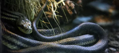 Progasti gož- ZOO - Živalski vrt Ljubljana 2013 - prezimovanje živali //FOTO: Jaka Gasar