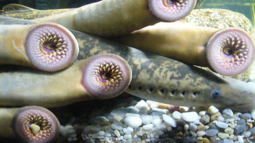 morski pi&scaron;kur By Fernando Losada Rodr&iacute;guez Wikipedia