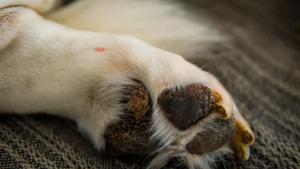 Detail of a Wart on the Paw of an Old Hound Dog. Dermatological Concept of Canine Papillomavirus