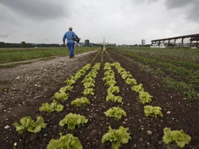 Vlada že dve leti i&scaron;če dobičkarje, maloprodajo zelenjave pa je zajela prava cenovna vojna