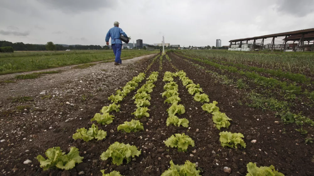 Vlada že dve leti i&scaron;če dobičkarje, maloprodajo zelenjave pa je zajela prava cenovna vojna