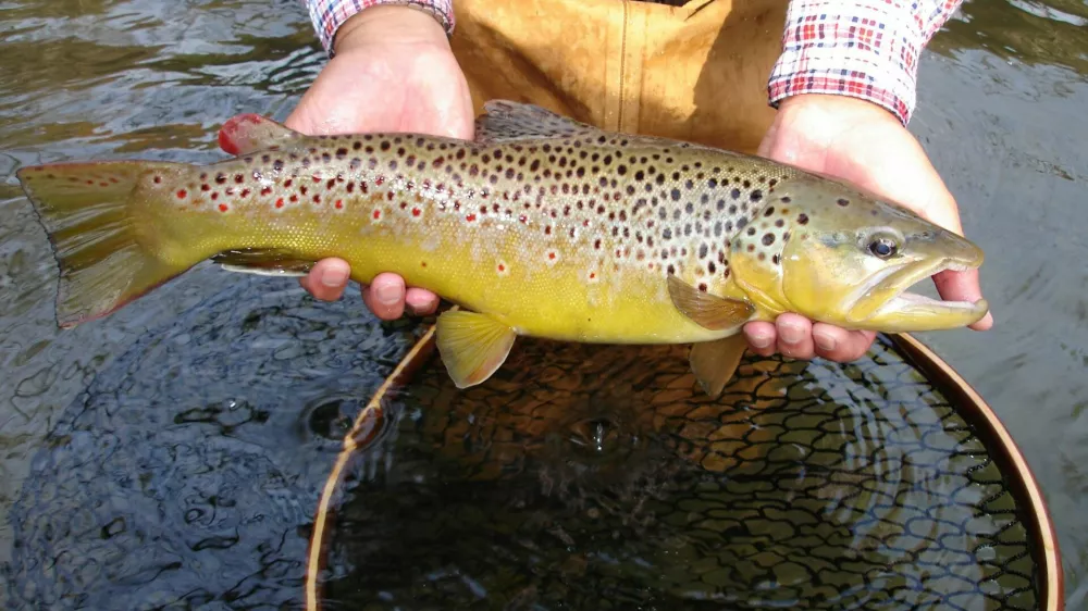 ameri&scaron;ka postrv, ribogojnica