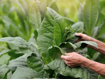 Closeup picture of farmer hands inspecting the tobacco bush
