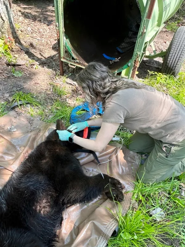 In this image provided by the Michigan Department of Natural Resources, wildlife biologist Angela Kujawa collects data from an immobilized black bear after a lid was removed from the animal's neck near Hillman, Michigan, on June 3, 2025. (Michigan Department of Natural Resources via AP)