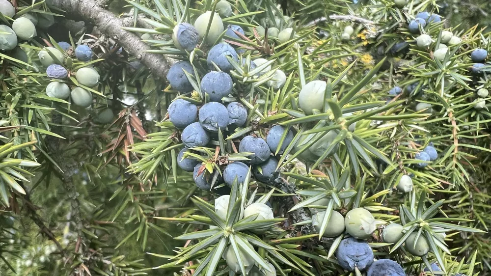 Wacholder, Juniperis communis, ist ein Busch mit blauen Fruechten die als Heilpflanze und als Gewuerz benutzt wird. Juniper, Juniperis communis, is a shrub with blue fruits that is used as a medicinal plant and as a spice Wacholderbeeren, Wacholder, Juniperis *** Juniper, Juniperis communis, is a shrub with blue fruits that is used as a medicinal plant and as a spice Juniper, Juniperis communis, is a shrub with blue fruits that is used as a medicinal plant and as a spice Juniper berries, Juniper, Juniperis,Image: 951096234, License: Rights-managed, Restrictions: imago is entitled to issue a simple usage license at the time of provision. Personality and trademark rights as well as copyright laws regarding art-works shown must be observed. Commercial use at your own risk., Model Release: noFoto: Profimedia