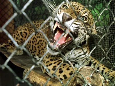 A Jaguar, one of six that was confiscated after having been captured by poachers, now lives in small cage at the Simon Boulavar Zoo in San Jose, Costa Rica, Thursday, September 28, 2000. The Jaguar is just one of the many animals native to Central America considered an endangered species.(AP Photo/Kent Gilbert)