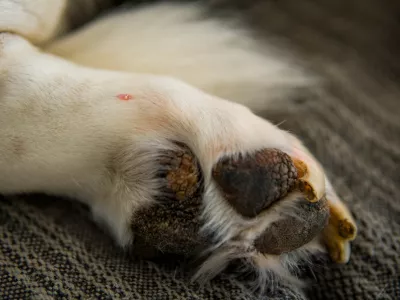 Detail of a Wart on the Paw of an Old Hound Dog. Dermatological Concept of Canine Papillomavirus