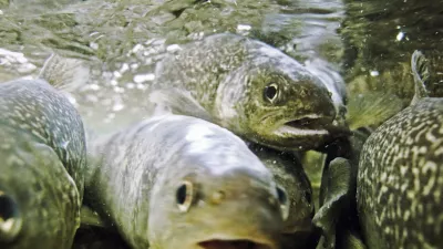 Ribolov, muharjenje, reka Idrijca, Idrija, ribi&Auml;Ť, &Auml;Ťuvaj, muha, riba, postrv, voda, naravaFOTO: JAKA GASAR / NEDELJSKI