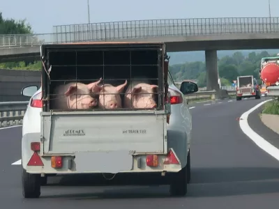 pra&scaron;iči, prikolica, avtocesta. Foto: Tatjana Pihlar