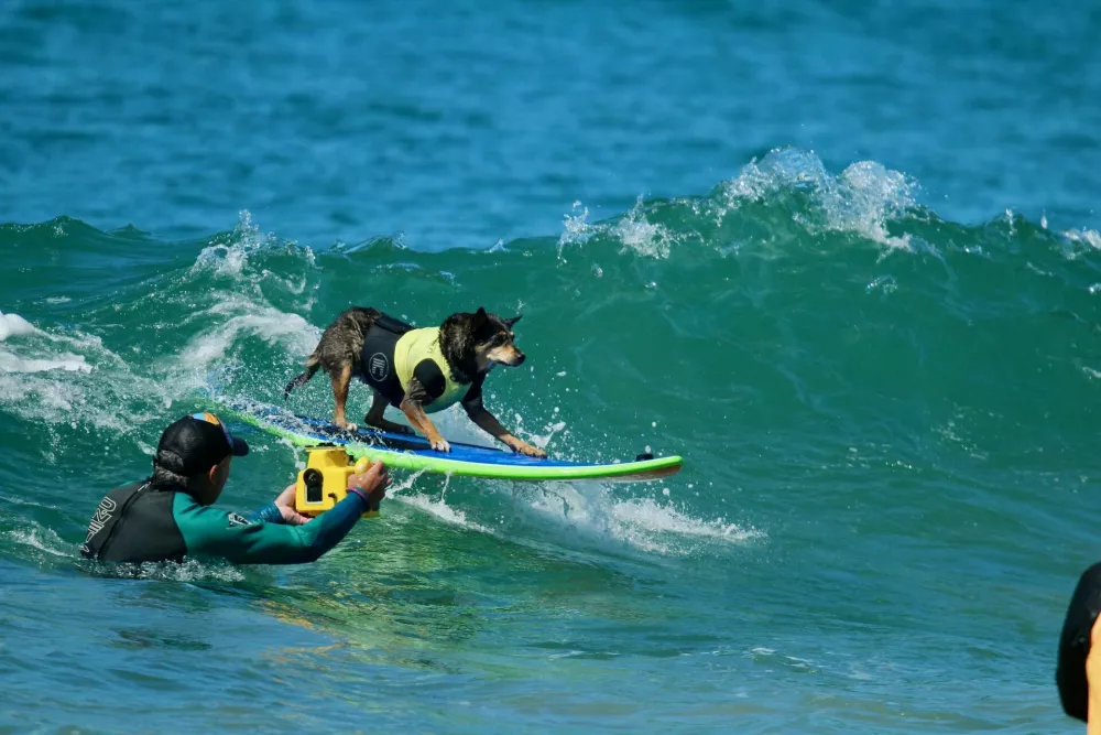 Abbie the Australian Kelpie surfing at a dog surfing event in Huntington Beach, Orange County, California / Foto: Kkstock