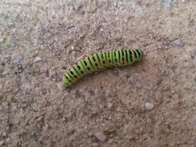 Gosenica lastovičarja / Foto: Osebni Arhiv