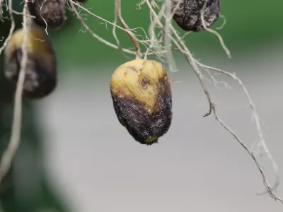 Potato blight or late blight is serious potato and tomato disease causes by a fungus-like microorganism Phytophthora infestans an oomycete or water mold. Symptoms on tubers. / Foto: Tomasz Klejdysz