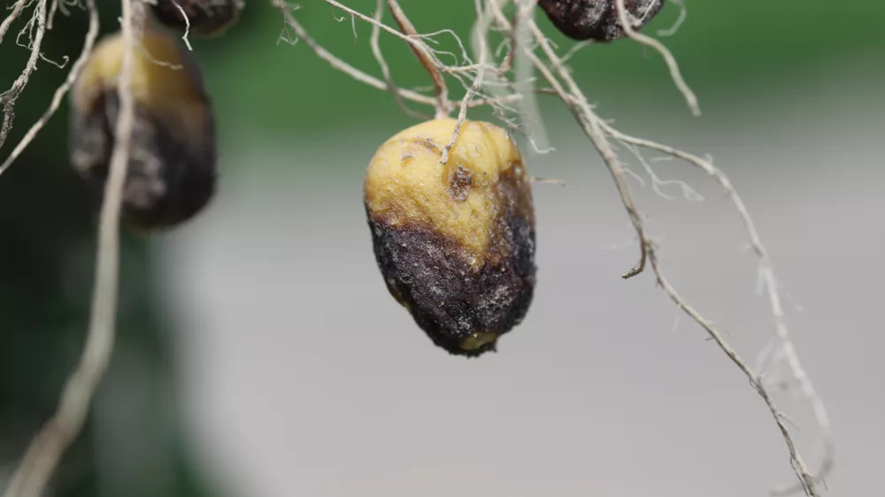 Potato blight or late blight is serious potato and tomato disease causes by a fungus-like microorganism Phytophthora infestans an oomycete or water mold. Symptoms on tubers. / Foto: Tomasz Klejdysz