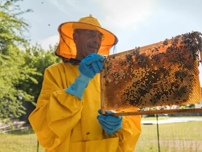 Beekeeper viewing movable bee hive frame, inspecting colony health and size. Concept of honey farmer and apiarist work. / Foto: 24k-production