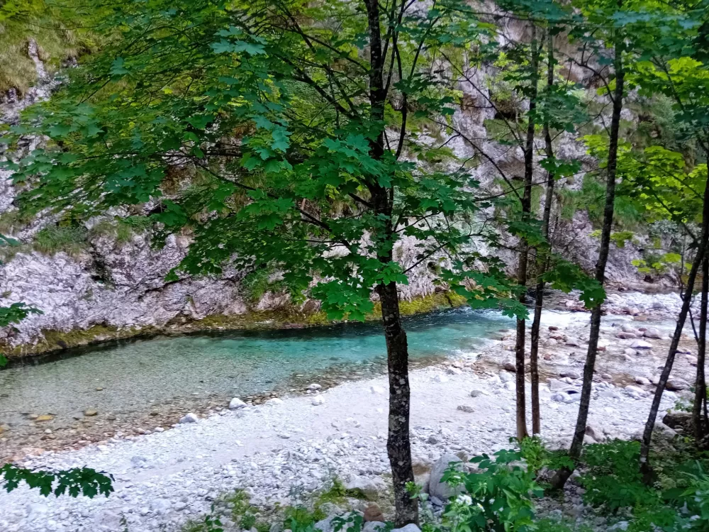 solčava reka / Foto: Bojan Glavič
