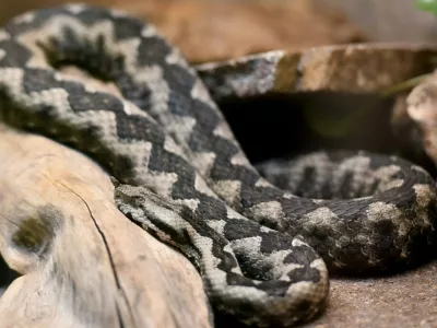 Modras je najpogostej&scaron;a in najnevarnej&scaron;a strupenjača pri nas. Prepoznamo ga po &scaron;iroki trikotni glavi, pokriti z drobnimi luskami, ki je jasno ločena od vitkega vratu. Na 'nosu' ima dobro viden rožiček, kakr&scaron;nega nima nobena druga v Sloveniji živeča kača. Foto: Tamino Petelin&scaron;ek/STA