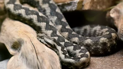 Modras je najpogostej&scaron;a in najnevarnej&scaron;a strupenjača pri nas. Prepoznamo ga po &scaron;iroki trikotni glavi, pokriti z drobnimi luskami, ki je jasno ločena od vitkega vratu. Na 'nosu' ima dobro viden rožiček, kakr&scaron;nega nima nobena druga v Sloveniji živeča kača. Foto: Tamino Petelin&scaron;ek/STA