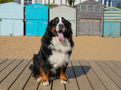 Large, tri color dog sitting on the beach. Sunny October day in Kent, UK / Foto: Kriste Sorokaite