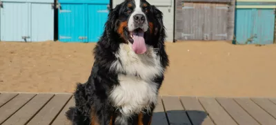 Large, tri color dog sitting on the beach. Sunny October day in Kent, UK / Foto: Kriste Sorokaite